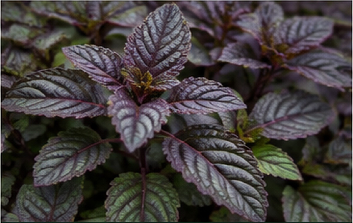 Black Mint — best bug spray ever
