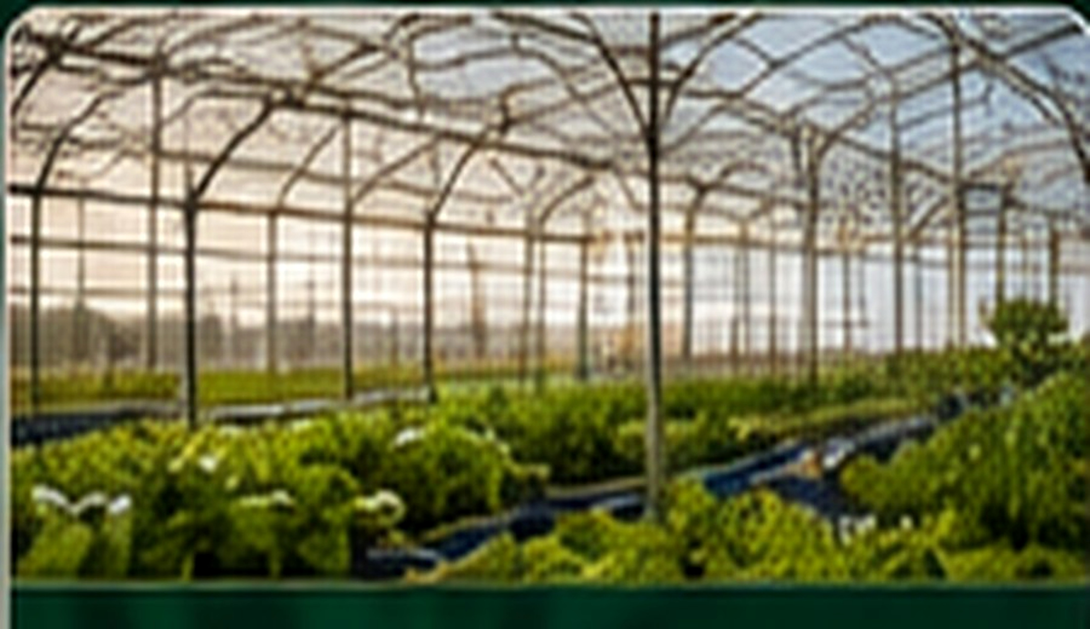 Concept image for protected growing