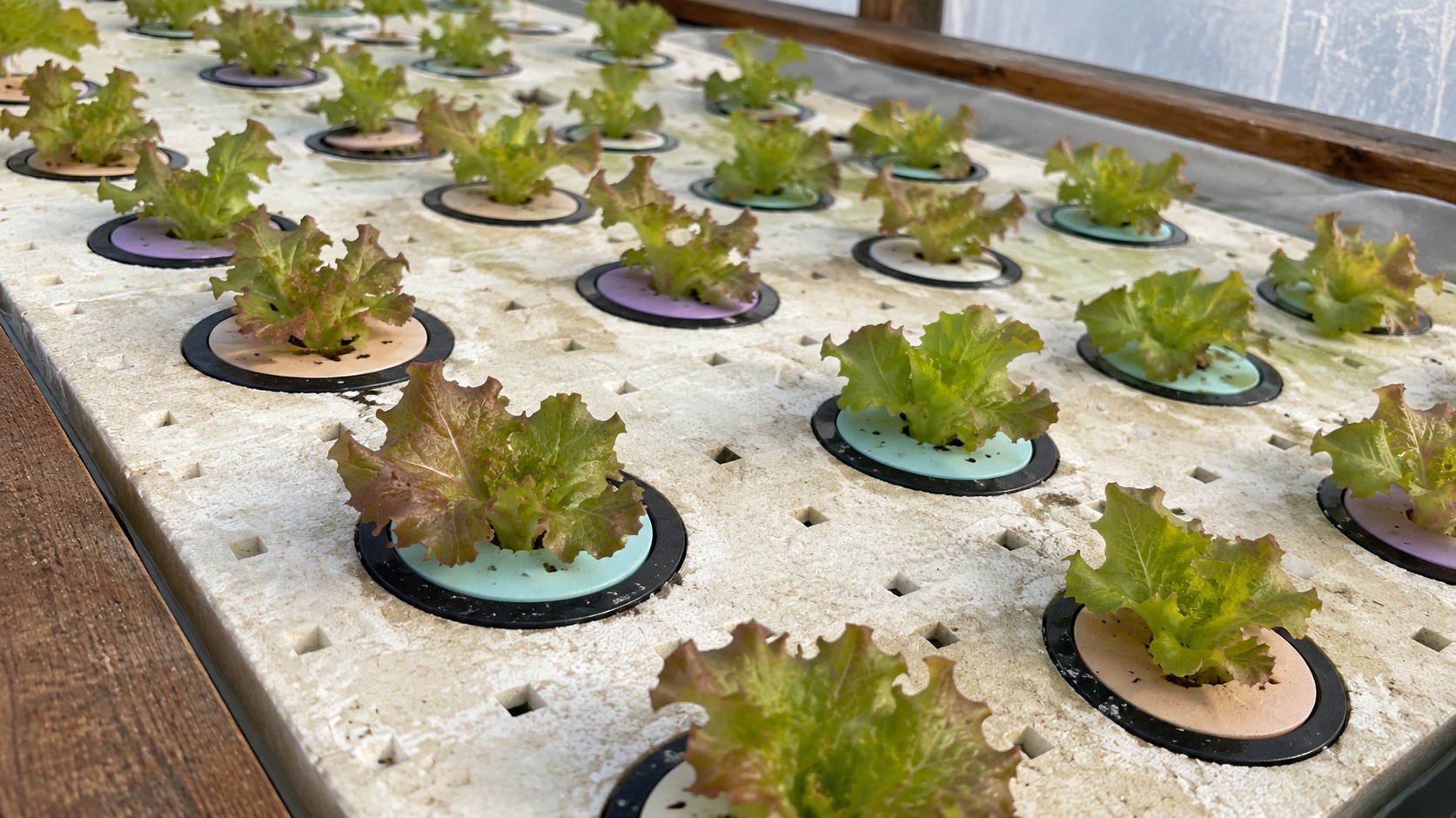 Healthy lettuce growing in a raft-style aquaponics bed