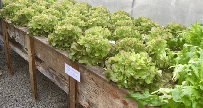 Beetroot growing in a KVA grow bed
