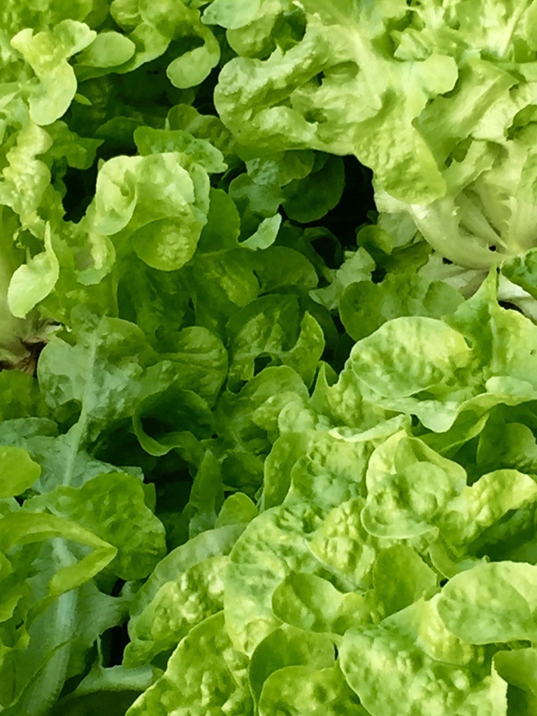 King Valley Aquaponics greenhouse grow beds filled with healthy leafy greens