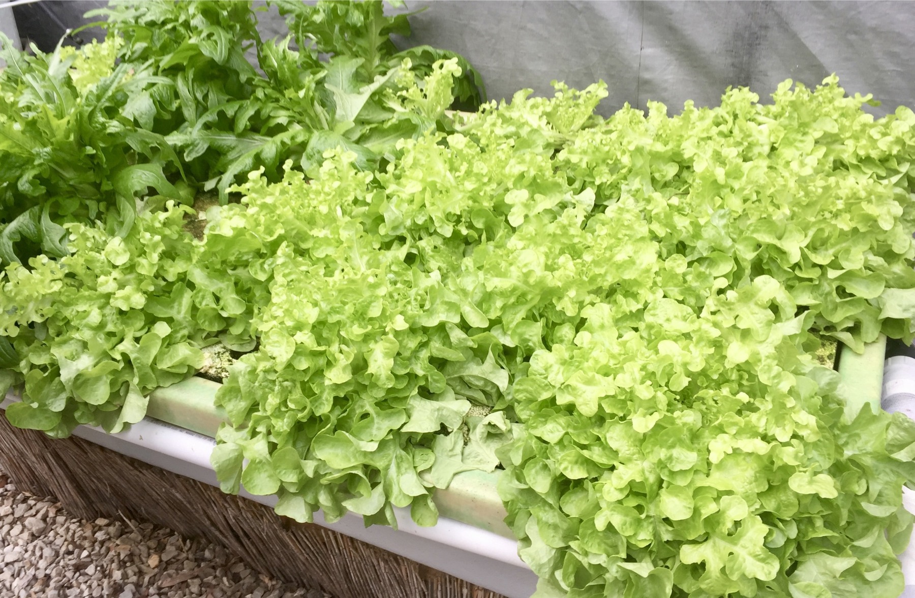 Healthy lettuce grown by King Valley Aquaponics