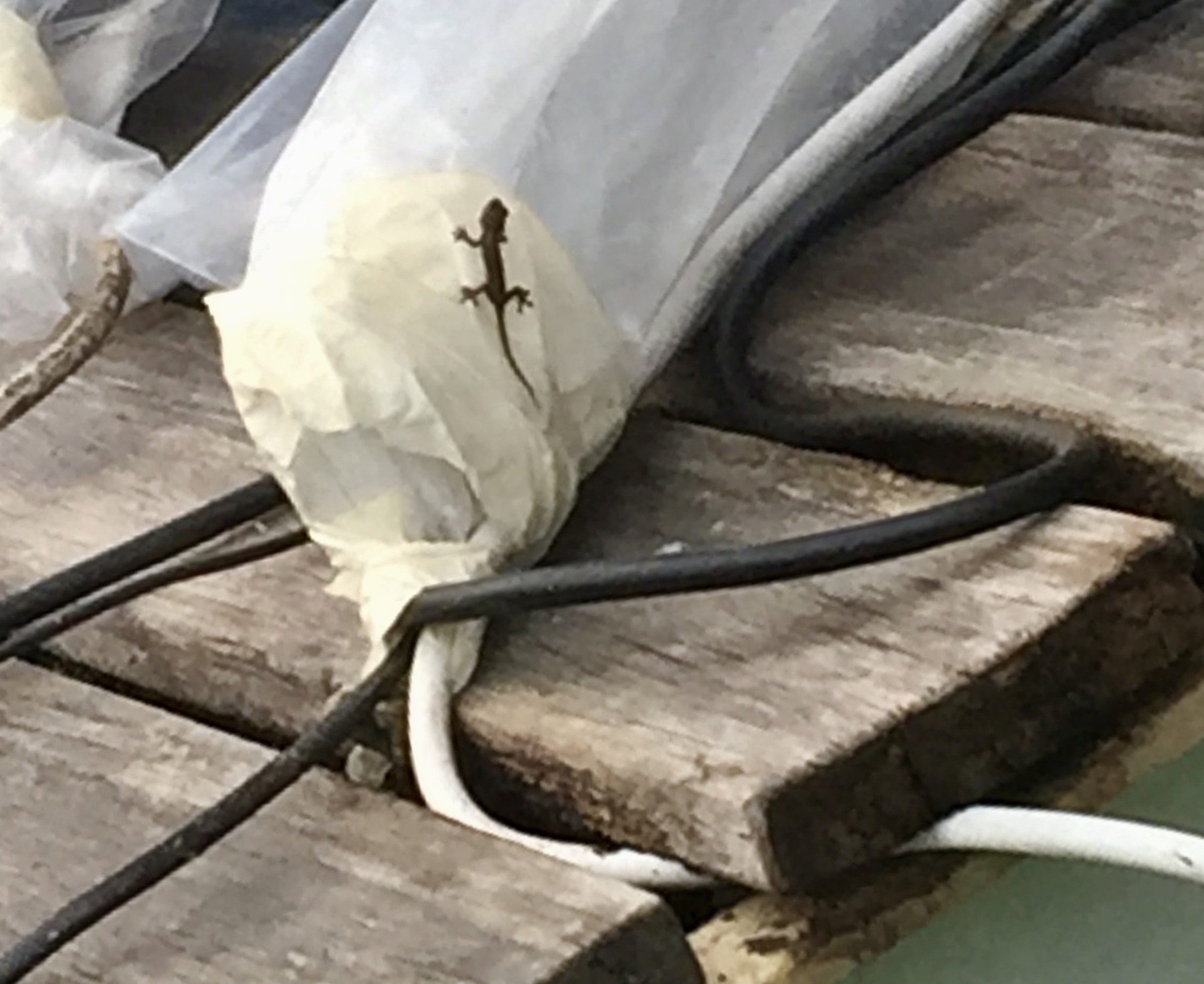 Small lizard found around the greenhouse system