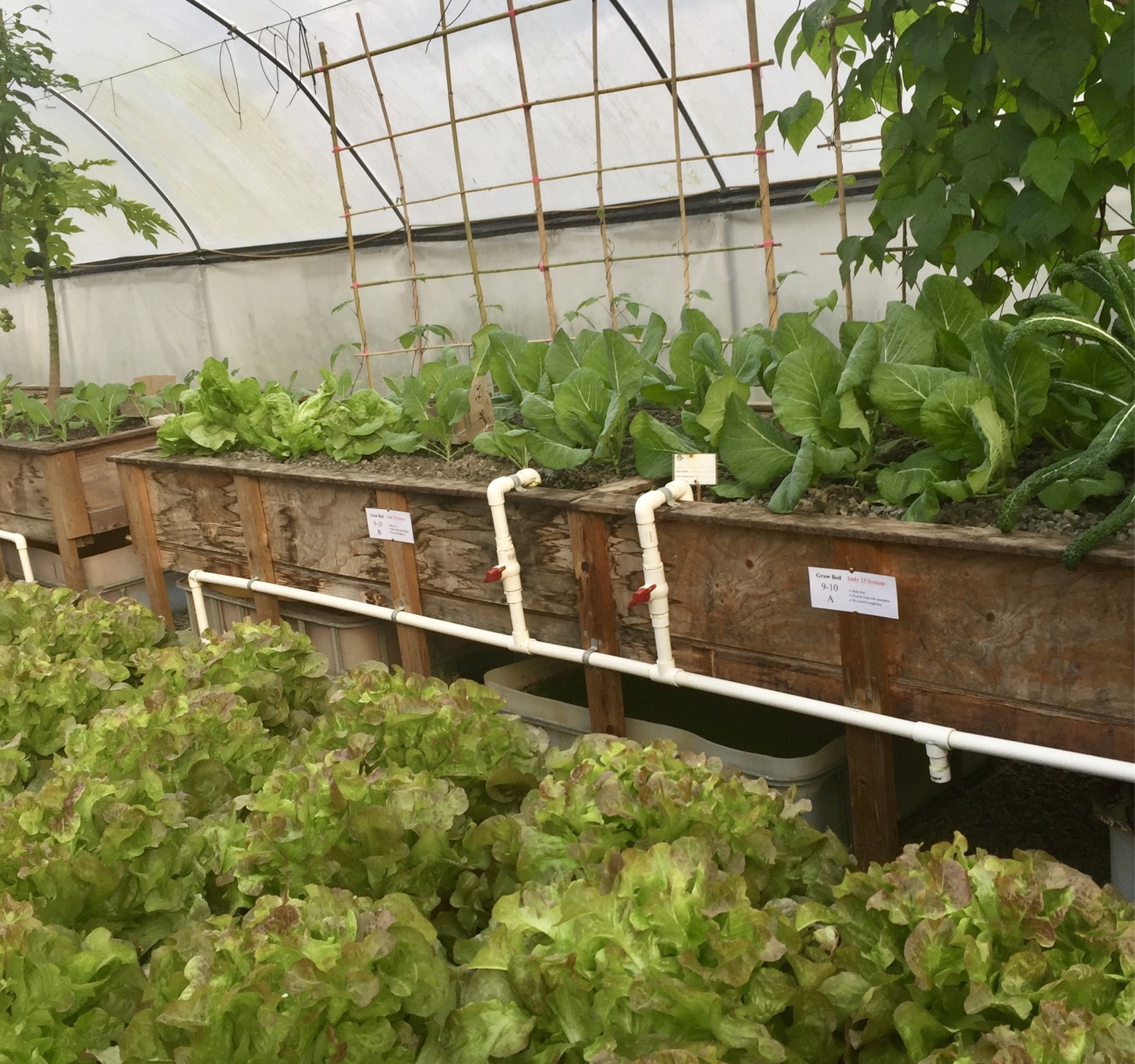Aquaponics tank and media grow bed in operation