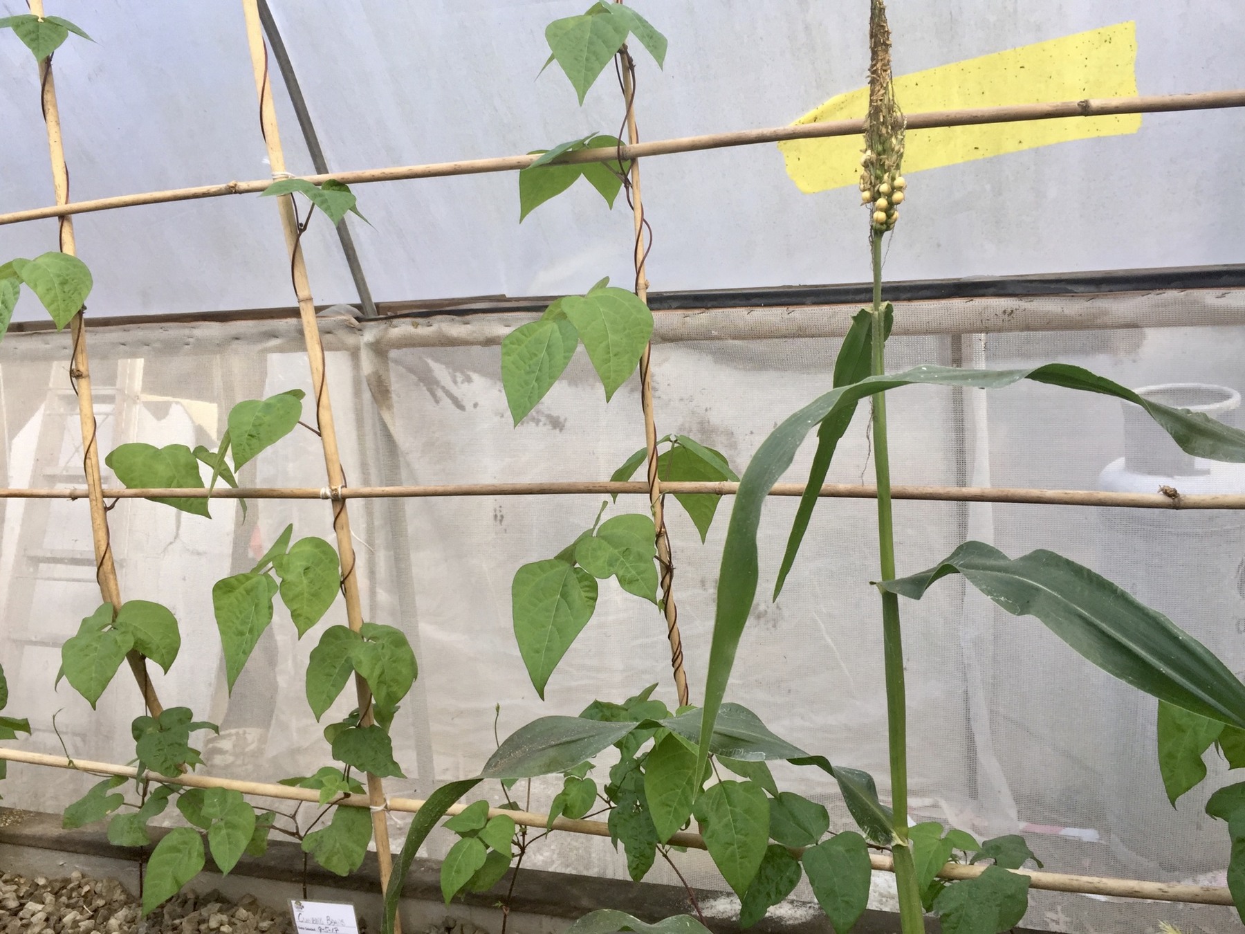 Trellised crops growing inside the KVA greenhouse