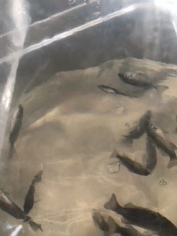 Fish in aquaponics system