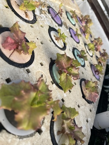 Leafy greens growing in a genuine KVA aquaponics system