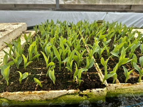 Epazote