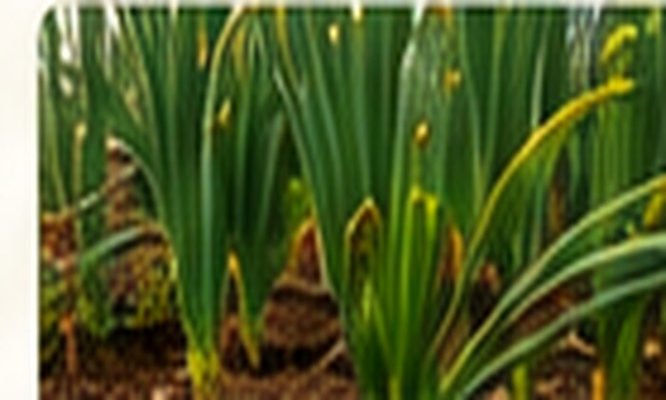 Planting Garlic