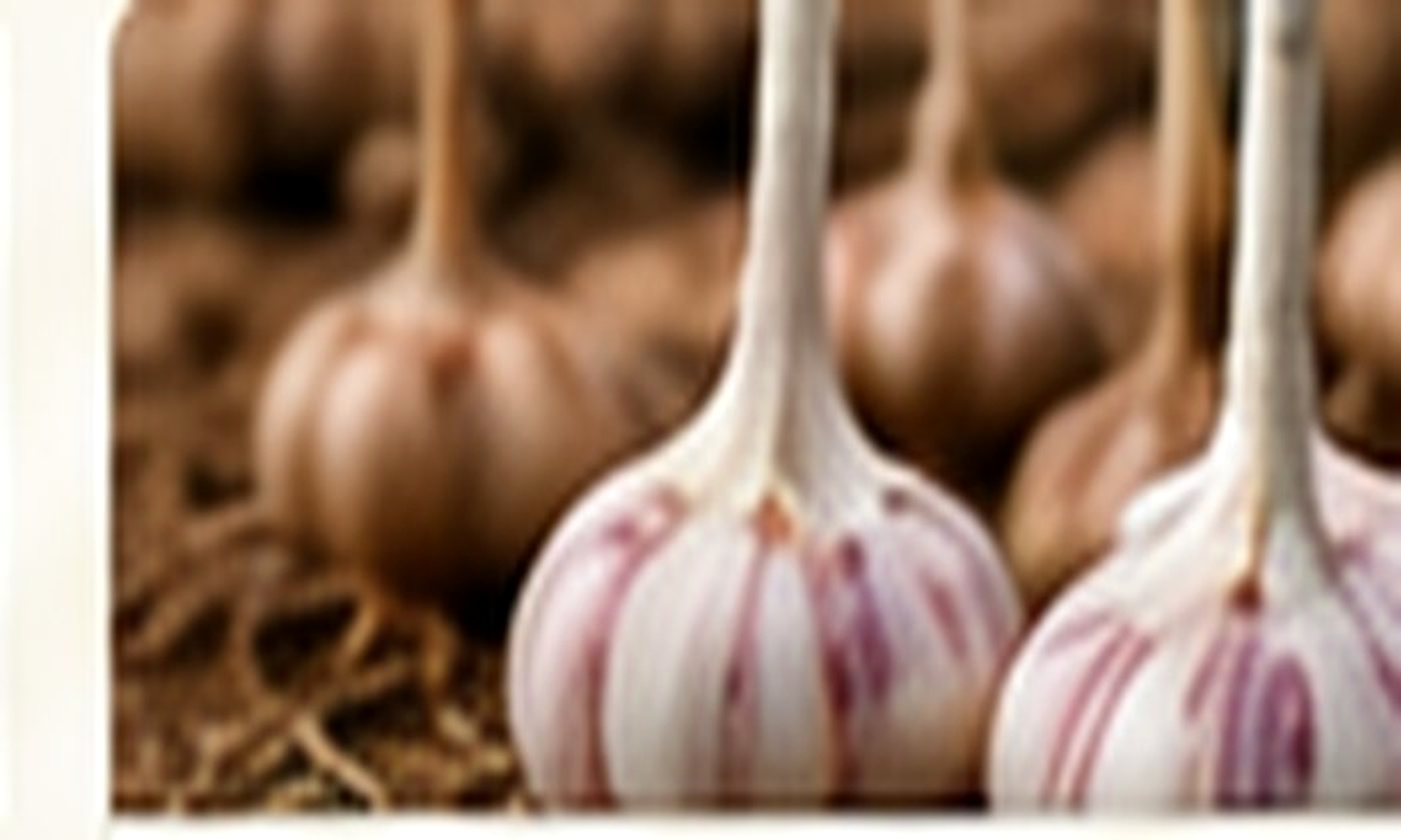 TIME TO PLANT GARLIC — Here is how