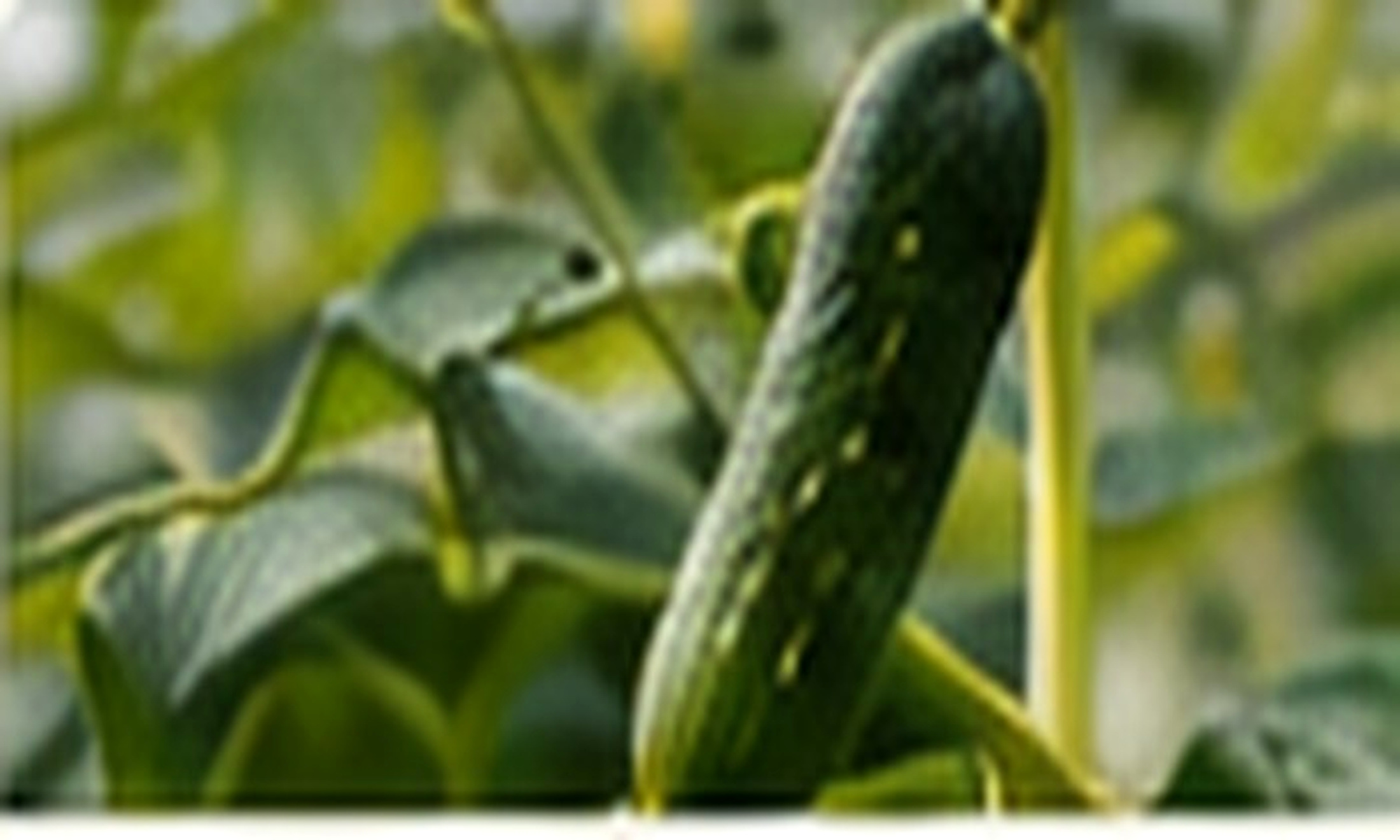 The gherkin growing project