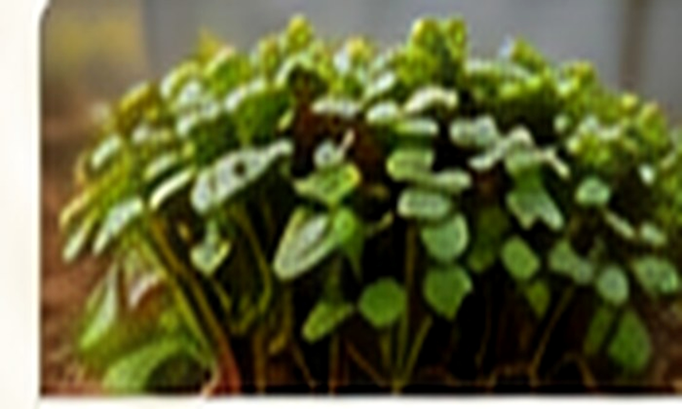 Microgreens