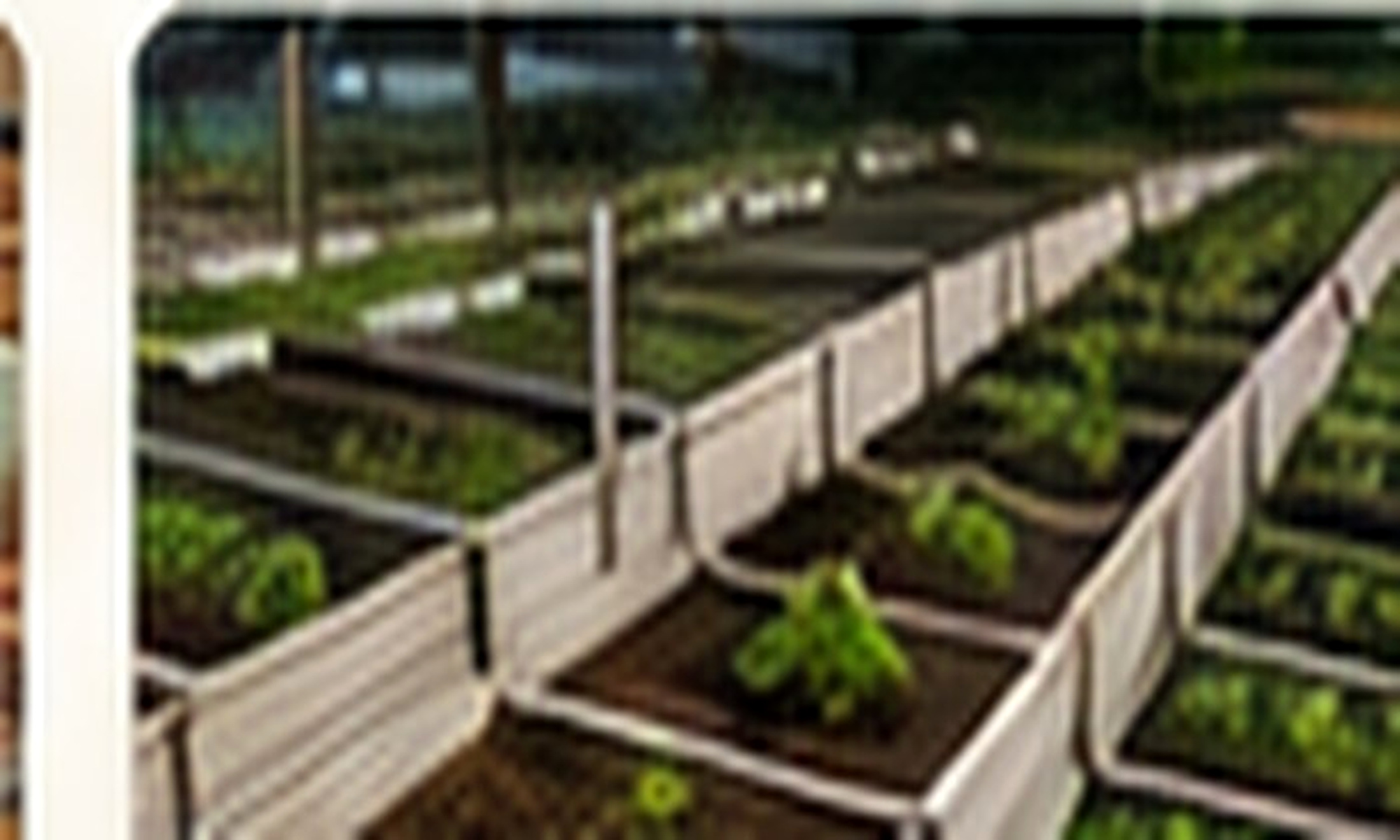 Raised Garden Beds